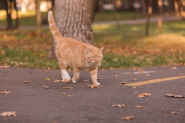 Sonbaharda kırmızı kedi. Evsiz kedi. Sokak kedisi..