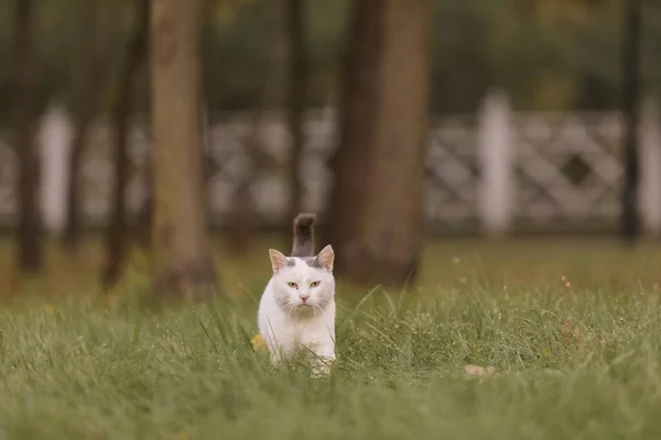 Kucing Berjalan Rumput Kucing Liar Potret Kucing Tunawisma Kedalaman Kecil — Stok Foto