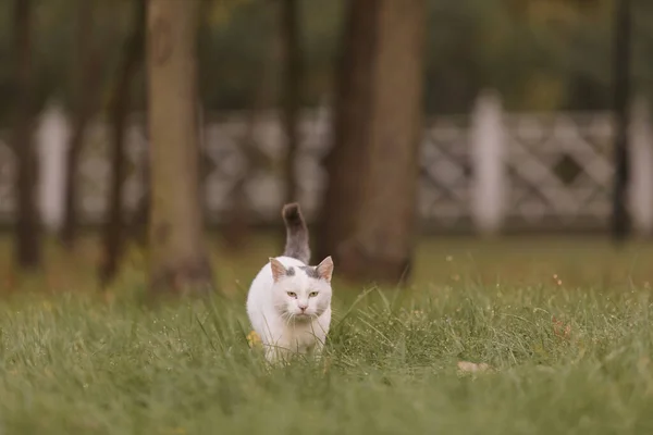 猫在草地上散步 无家可归的猫的肖像 实地深度小 — 图库照片