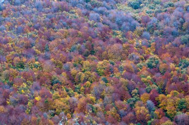 Sonbahar renklerinde bir ormanın havadan görünüşü. Navarra, İspanya, Avrupa