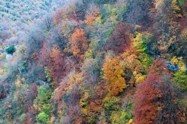 Sonbaharda Navarra 'da bir ormanın havadan görünüşü. İspanya. Avrupa