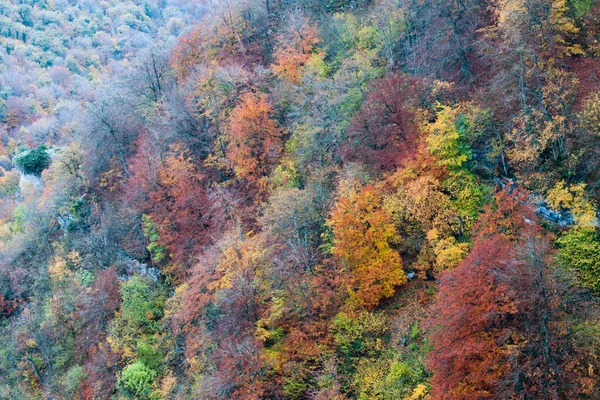 Sonbaharda Navarra 'da bir ormanın havadan görünüşü. İspanya. Avrupa