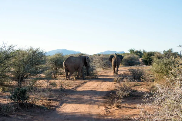 Два Больших Слона Уходят Тропинке Национальный Парк Эринди Намибия Африка — стоковое фото
