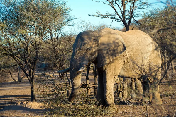 Magnífico Elefante Parque Nacional Erindi Namíbia África — Fotografia de Stock