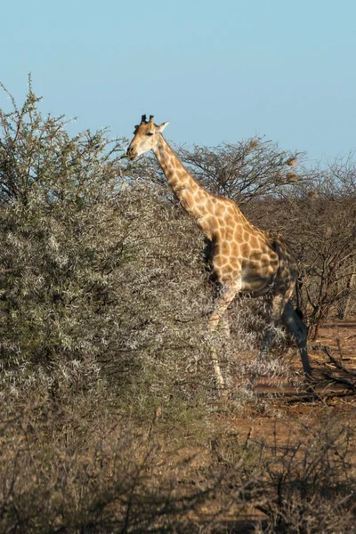 Cute Brown Giraffe Eating Leaves Tree Erindi National Park Namibia Royalty Free Stock Photos