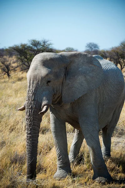 Grande Elefante Africano Visto Seu Lado Esquerdo Etosha National Park — Fotografia de Stock