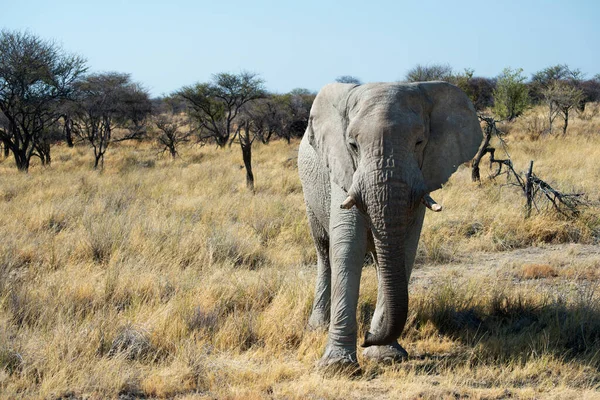 카메라를 쳐다보는 코끼리가 아름다운 아프리카의 풍경이었습니다 엄니를 나미비아 아프리카 — 스톡 사진