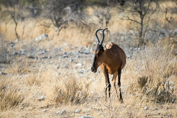 Mooie Afrikaanse Antilope Kongoni Kijkt Naar Rechts Nationaal Park Etosha — Stockfoto