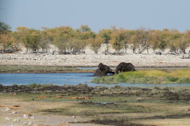 Etosha Ulusal Parkı, Namibya 'da bir su birikintisinde oynayan iki Afrika fili. Güzel manzara. Afrika