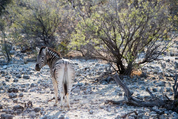 Beau Zèbre Près Quelques Arbres Parc National Etosha Namibie Afrique — Photo