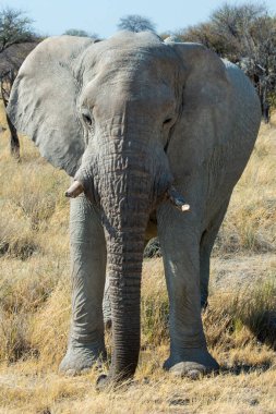 Etosha Ulusal Parkı 'nda büyük bir filin yakınında. Ön manzara. Namibya, Afrika