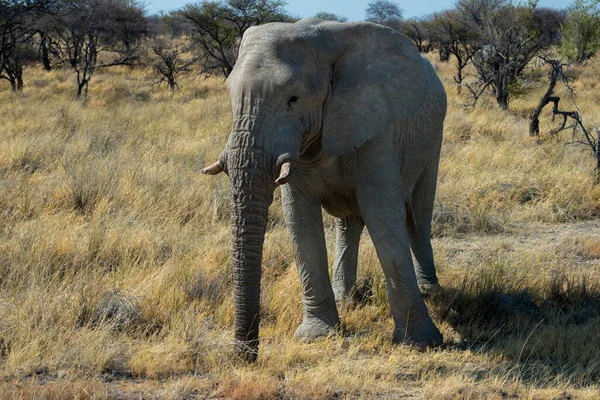 Belo Elefante Africano Parque Nacional Etosha Nâmbia África — Fotografia de Stock