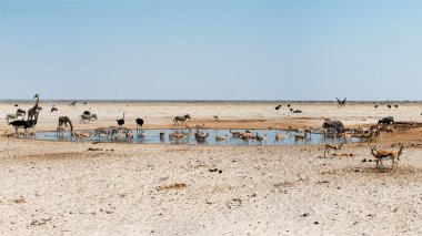 Etosha Ulusal Parkı 'nda şiddetli bir hava akımı sırasında su birikintisi çevresindeki hayvanlar. Namibya. Afrika