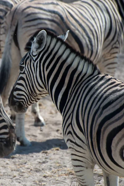 Zebras Bonitos Parque Nacional Etosha Manada Animais Namíbia África — Fotografia de Stock