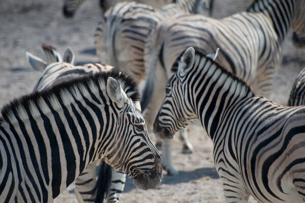 Cute zebras in Etosha National Park. Animal herd. Namibia, Africa
