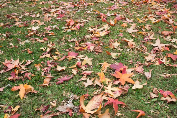 Temporada Outono Parque Retiro Folhas Bordo Amarelas Vermelhas Grama Madrid — Fotografia de Stock