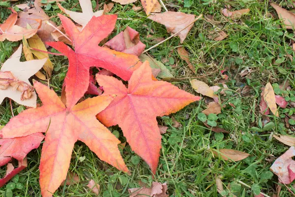 Belles Feuilles Rouges Érable Sur Herbe Parc Retiro Madrid Espagne — Photo