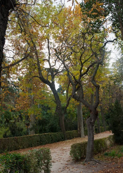 秋の美しい風景 黄色と赤の色と葉が地面にある木レティロ公園 マドリード スペイン — ストック写真