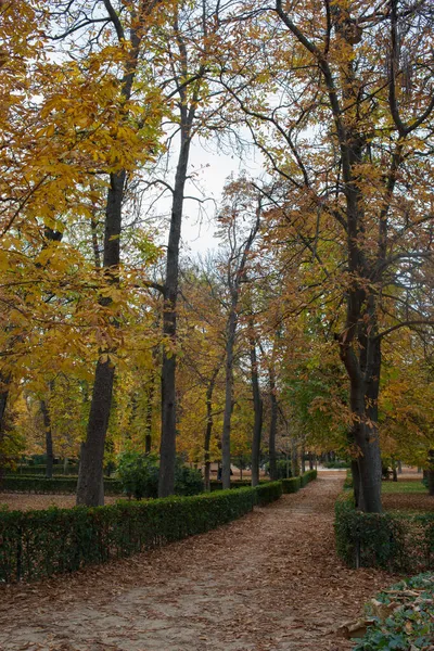 Beautiful Autumn Landscape Retiro Park Yellow Trees Leaves Pathway Madrid — Stock Photo, Image