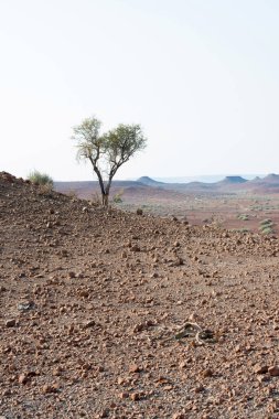 Damaraland, Namibya 'da tek ağacı olan güzel bir manzara. Afrika