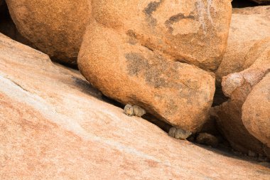 Damaraland, Namibya 'daki kayaların arasındaki Hyraxes Rock (Procavia capensis) grubu. Afrika