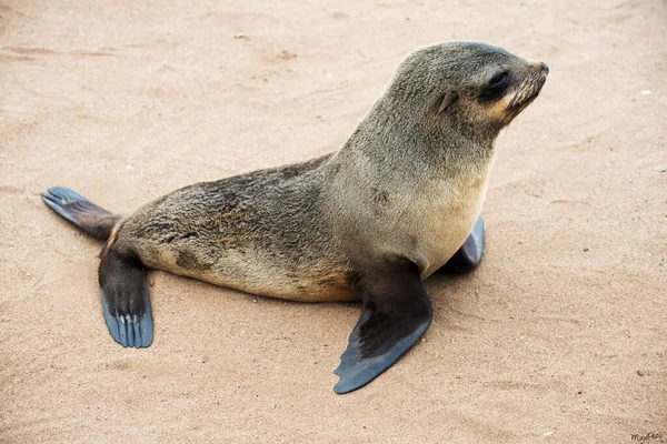 Söt Baby Sjölejon Ensam Stranden Namibias Kust Afrika — Stockfoto