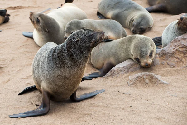 Linda Colonia Lobos Marinos Cape Cross Namibia África — Foto de Stock