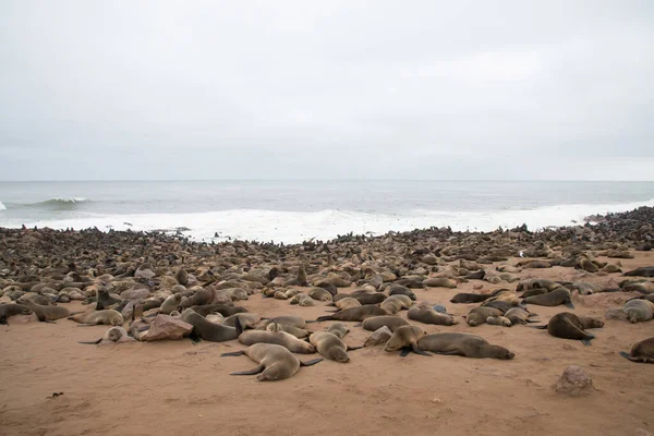 Colonia Lobos Marinos Que Yacen Sobre Arena Cape Cross Namibia — Foto de Stock