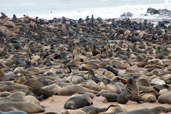 Gran Colonia Lobos Marinos Costa Namibia Cape Cross Namibia África — Foto de Stock