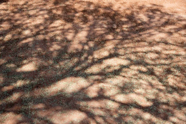 Hermosa Sombra Árbol Con Muchas Ramas Hojas Terreno Arena Namibia —  Fotos de Stock