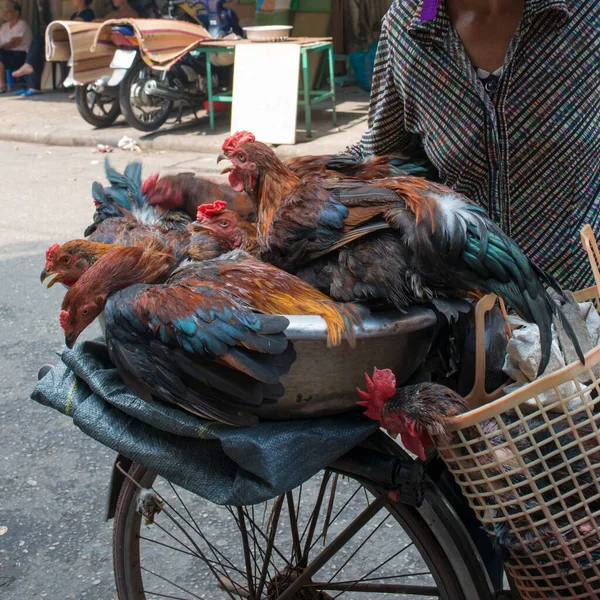 骑着一辆旧自行车载着一群母鸡 越南的生活方式 — 图库照片