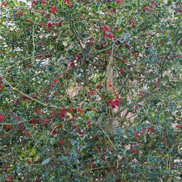Ilex Aquifolium Holly Evergreen Tree Related Widely Used Decorative Element — Fotografia de Stock