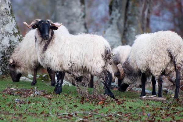 Sheep Cattle Meadow White Sheep Black Face Legs Navarra Spain — 스톡 사진
