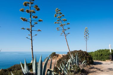 Agave Americana, asırlık bitki ya da maguey. Portekiz, Algarve 'de deniz kenarında bulunan Amerika' dan gelen sulu bitkiler. Avrupa