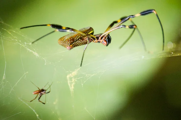 黒と黄色のクモの網を織って閉じます 隣に小さなクモがいる 緑の背景 コスタリカ — ストック写真