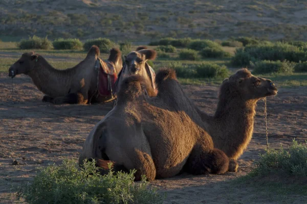 Pequeno Grupo Camelus Ferus Deitado Num Prado Verde Centro Mongólia — Fotografia de Stock