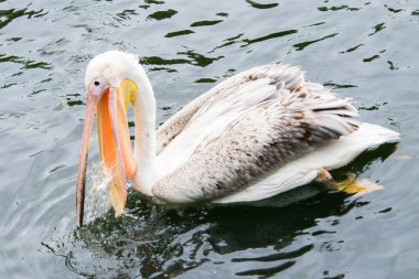 Açık gagalı büyük bir pelikan, gölde balık tutuyor. Londra 'daki halk parkı
