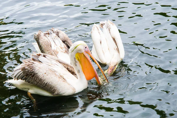 Een Groep Pelikanen Het Water Een Van Hen Met Zijn — Stockfoto