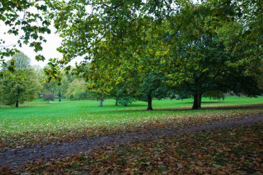 Sonbaharda Londra 'da güzel bir park. Düşen yapraklar. Birleşik Krallık