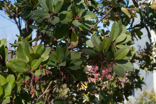 Feche Arbutus Uma Árvore Pequena Com Casca Floco Vermelha Flores — Fotografia de Stock