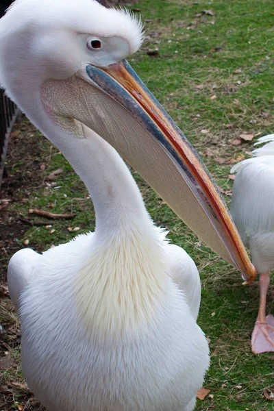 Großaufnahme Eines Weißen Pelikans Mit Orangefarbenem Schnabel Park London Großbritannien — Stockfoto