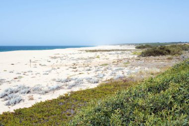 İnsansız kumlu bir plajın güzel hava manzarası. Buz bitkisi büyüyor. Alentejo, Portekiz, Avrupa
