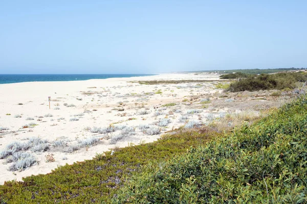 Hermosa Vista Aérea Una Playa Arena Sin Gente Planta Hielo — Foto de Stock