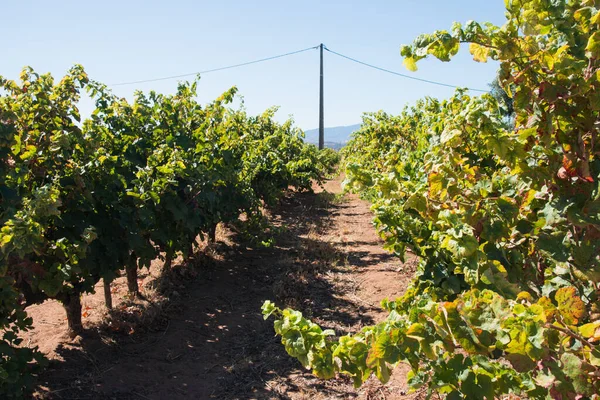 Weinberg Einem Sommertag Grüne Blätter Und Trauben Wachsen Algarve Portugal — Stockfoto