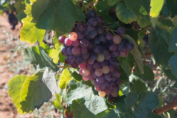 Primer Plano Ramo Deliciosas Uvas Rojas Algarve Portugal Europa — Foto de Stock