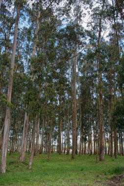 Güzel bir dinlenme alanı Wirh okaliptüs. İnsan yok, güneşli bir gün, El Puntal, Asturias, İspanya, Avrupa
