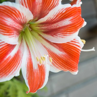 Hippeastrum (