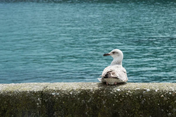 Sit seagull on a wall close to the sea. Looking to its left. Asturias