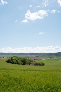 İlkbaharda ekin tarlasının dikey görüntüsü. Bulutlu mavi gökyüzü. Alcala de Henares, Madrid. İspanya