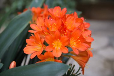 Clivia 'nın güzel çiçekleri ya da zambak. Canlı turuncu renk. Madrid, İspanya